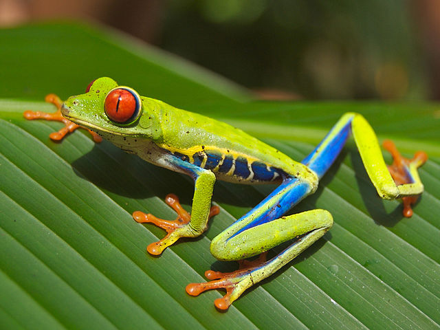 La grenouille aux yeux rouges, emblème du Costa Rica